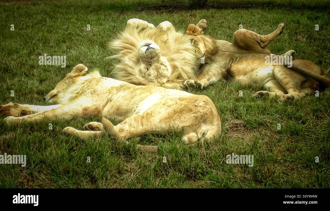 Sunbathing Stock Photo Alamy