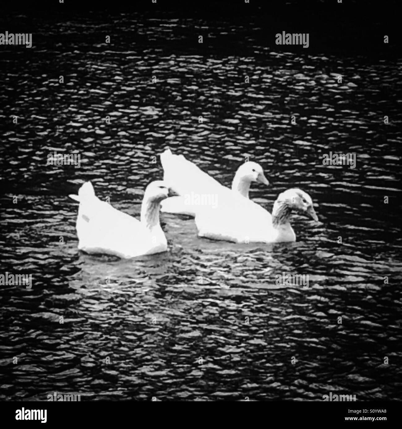 Three geese swimming together in a river - Smartphone Captured Stock Image