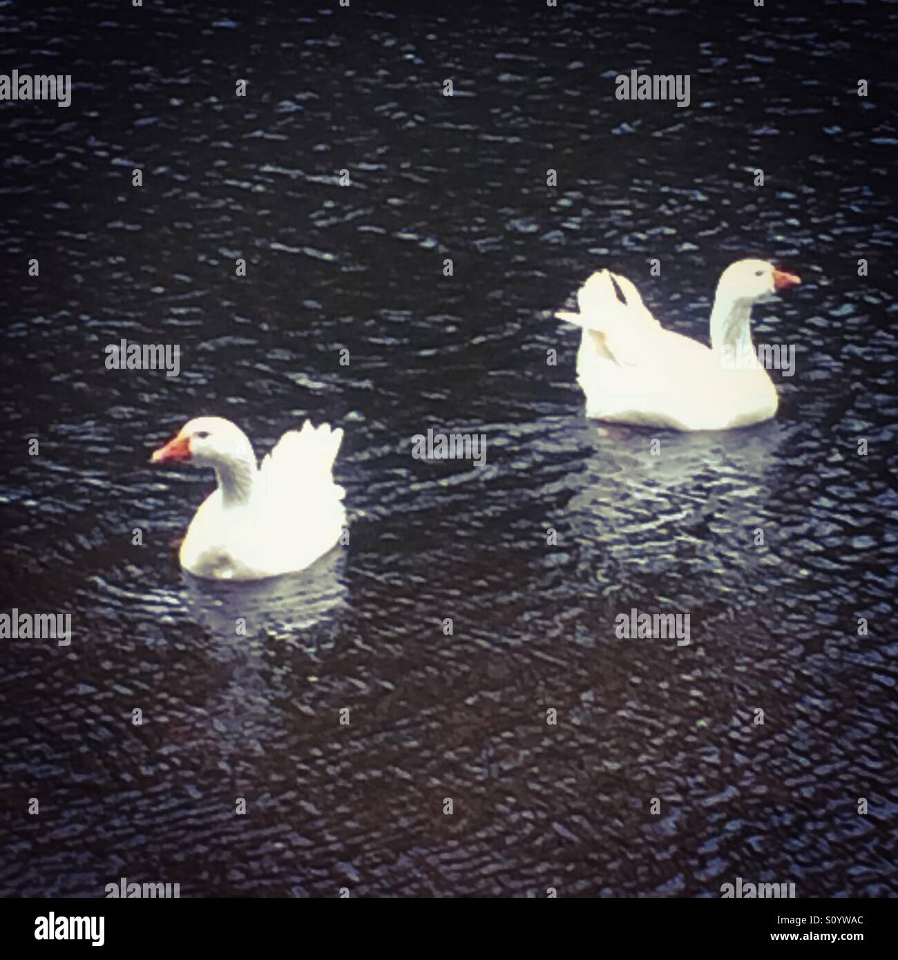 Two white geese swimming together in a river - Smartphone Captured Stock Image