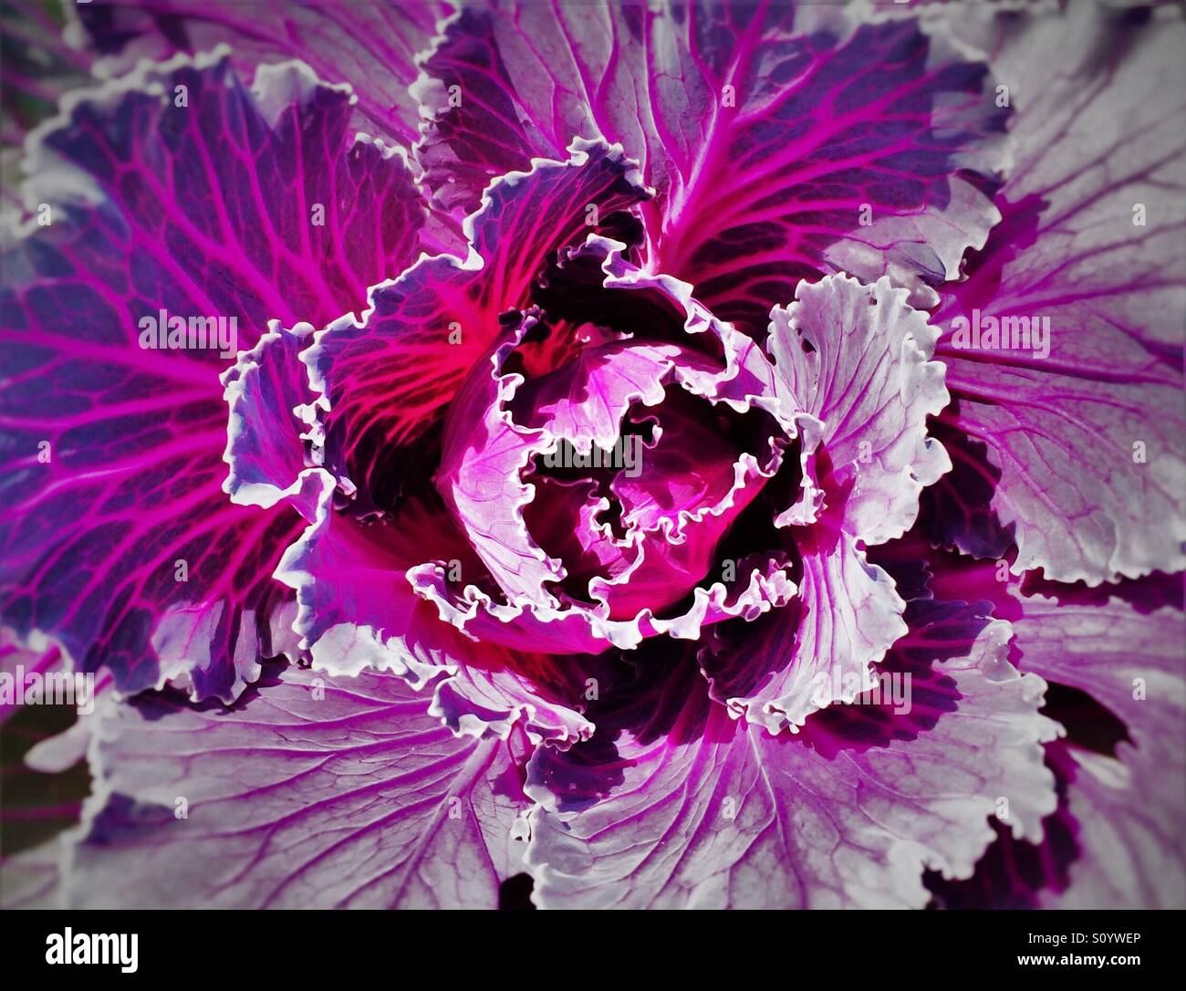 Ornamental Cabbage like an exotic bloom, Brassica oleracea - Smartphone Captured Stock Image