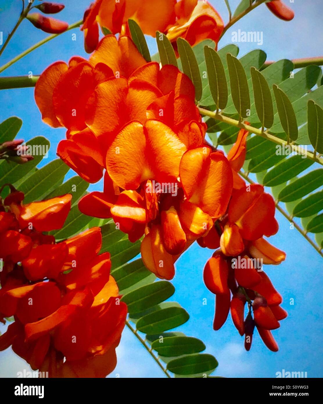 Spanish Gold plant with intense orange blooms, Sesbania punicea Stock Photo