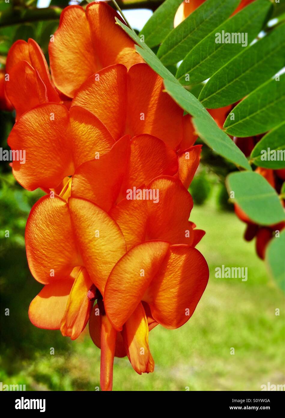 Spanish Gold plant close-up with bright orange blooms on green background, Sesbania punicea Stock Photo