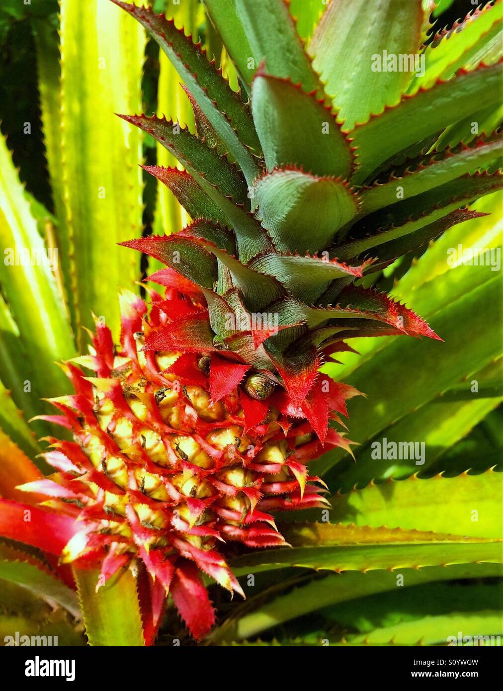 Ornamental Pineapple plant, Ananas bracteatus Stock Photo