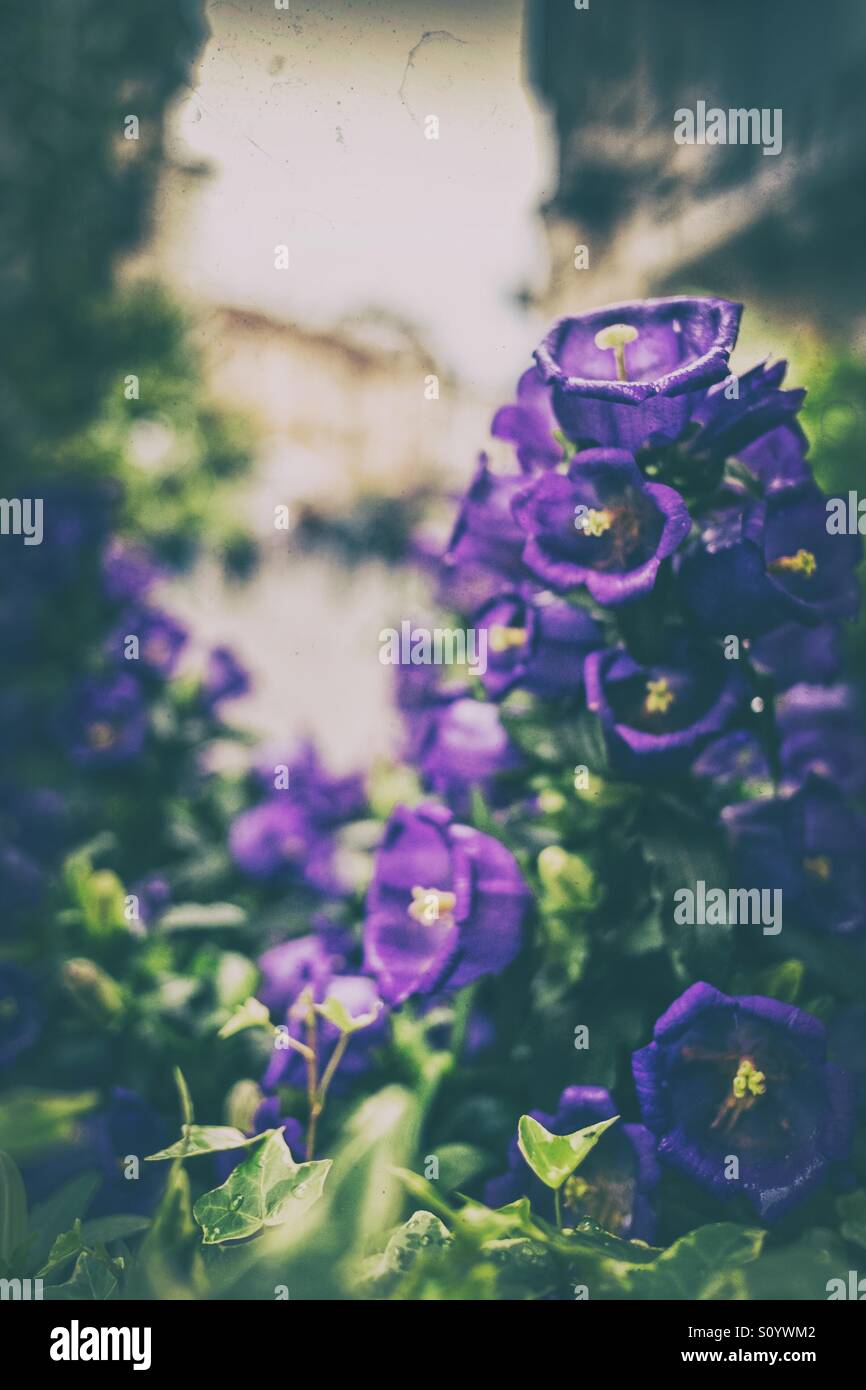 Spring time - Smartphone Captured Stock Image