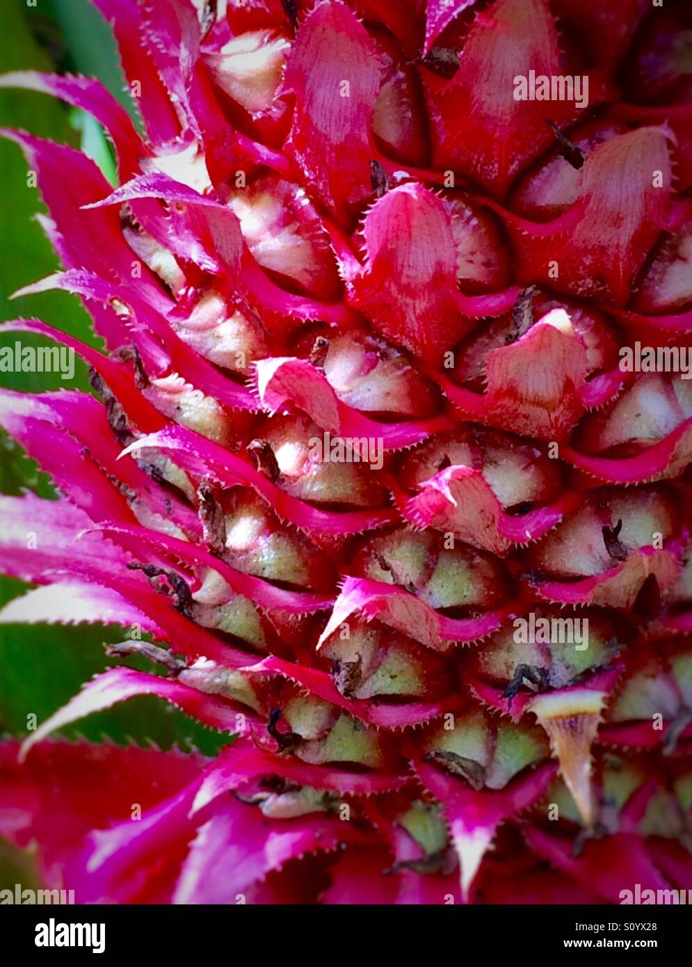 Ornamental pineapple plant close-up with abstract pattern Stock Photo