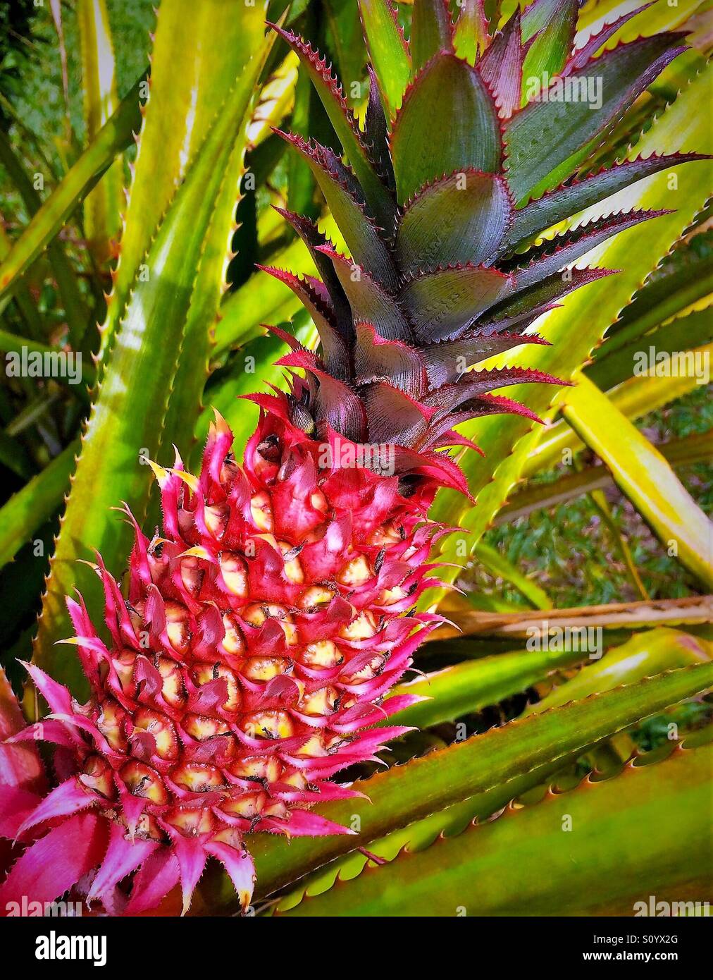 Ornamental pineapple plant with green leaf blade background, Ananas bracteatus Stock Photo