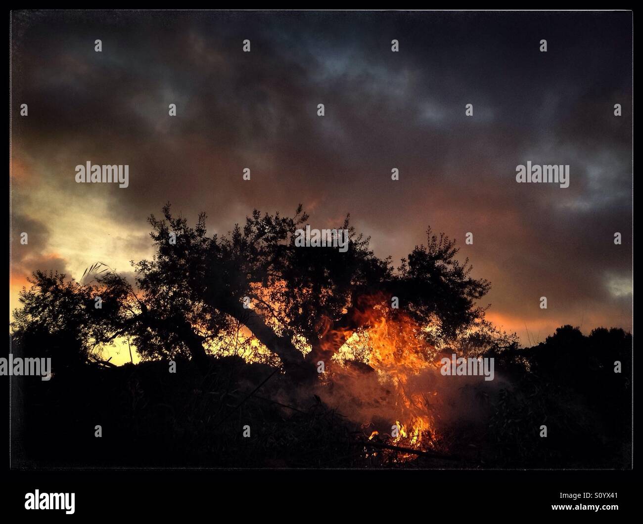 Olive pruning bonfire, Catalonia, Spain. - Smartphone Captured Stock Image