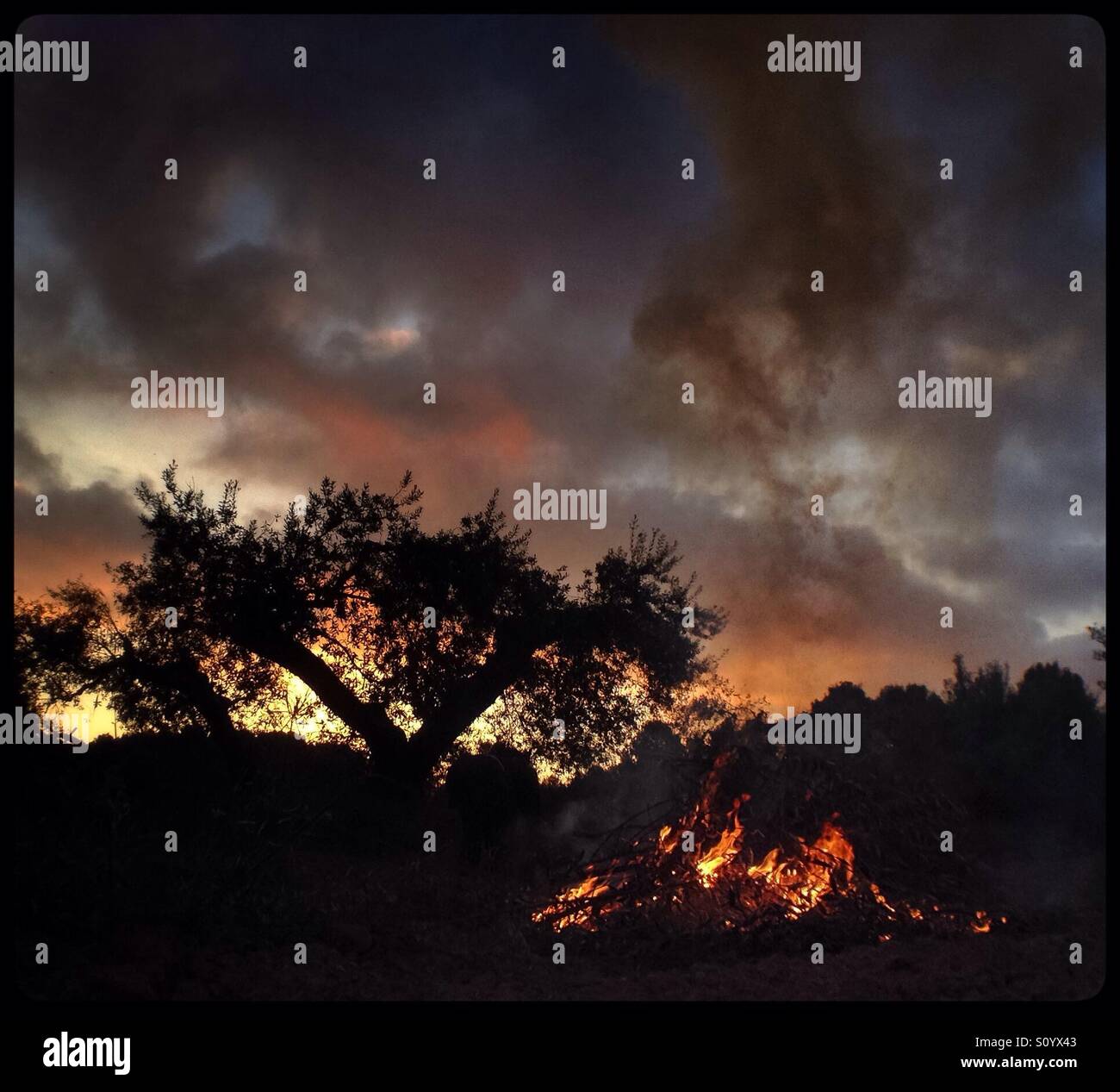 Olive pruning bonfire, Catalonia, Spain. - Smartphone Captured Stock Image