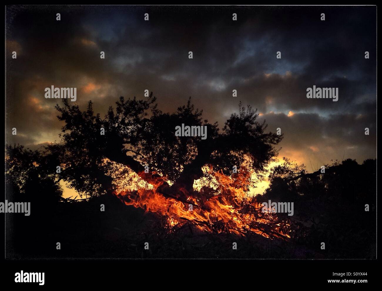 Olive pruning bonfire, Catalonia, Spain. - Smartphone Captured Stock Image