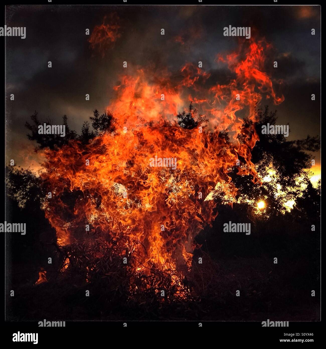 Olive pruning bonfire, Catalonia, Spain. - Smartphone Captured Stock Image