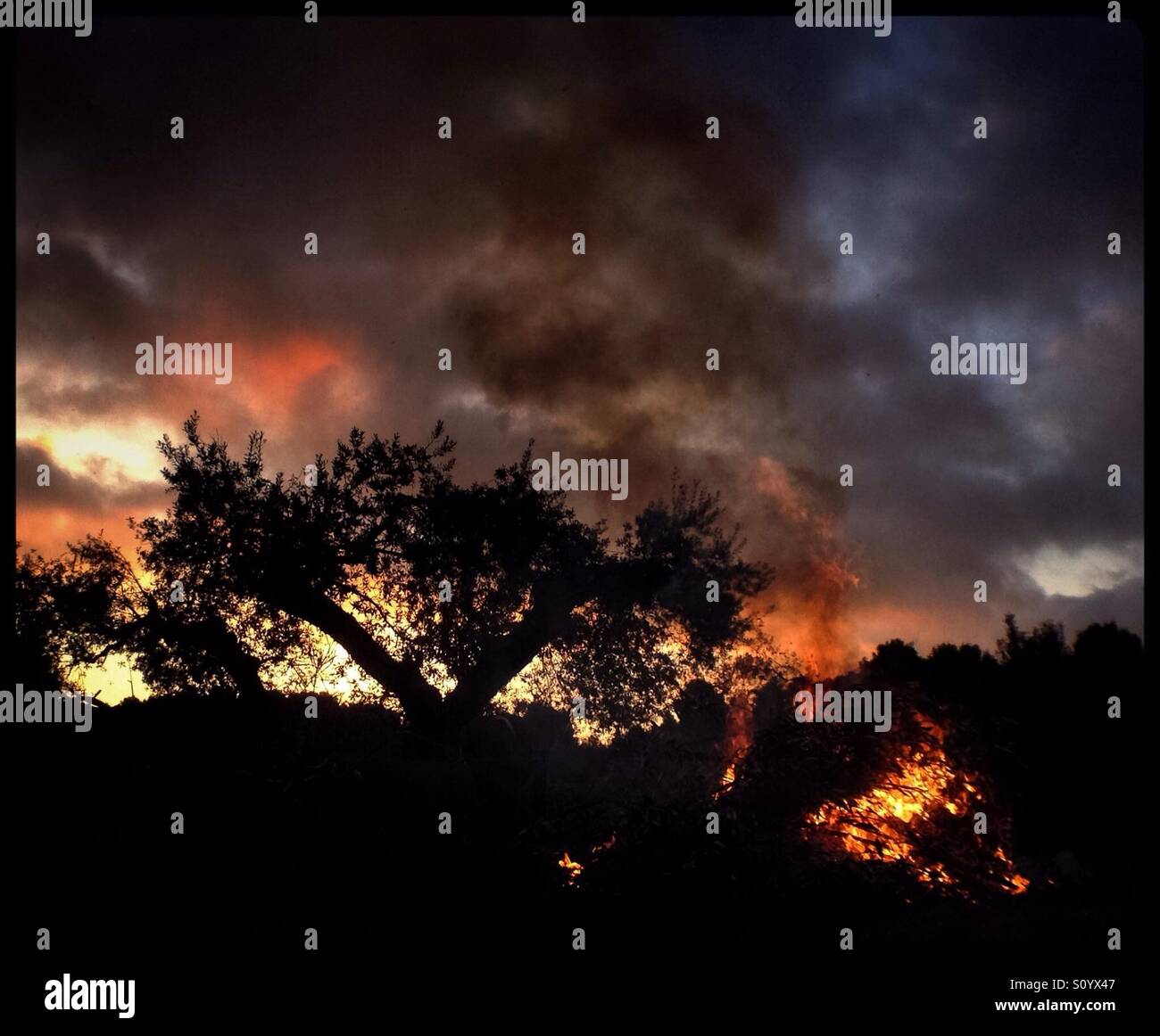 Olive pruning bonfire, Catalonia, Spain. - Smartphone Captured Stock Image