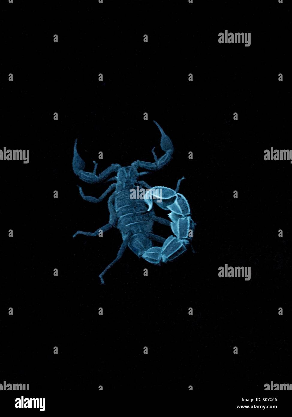 Blue deadly desert scorpion - Smartphone Captured Stock Image