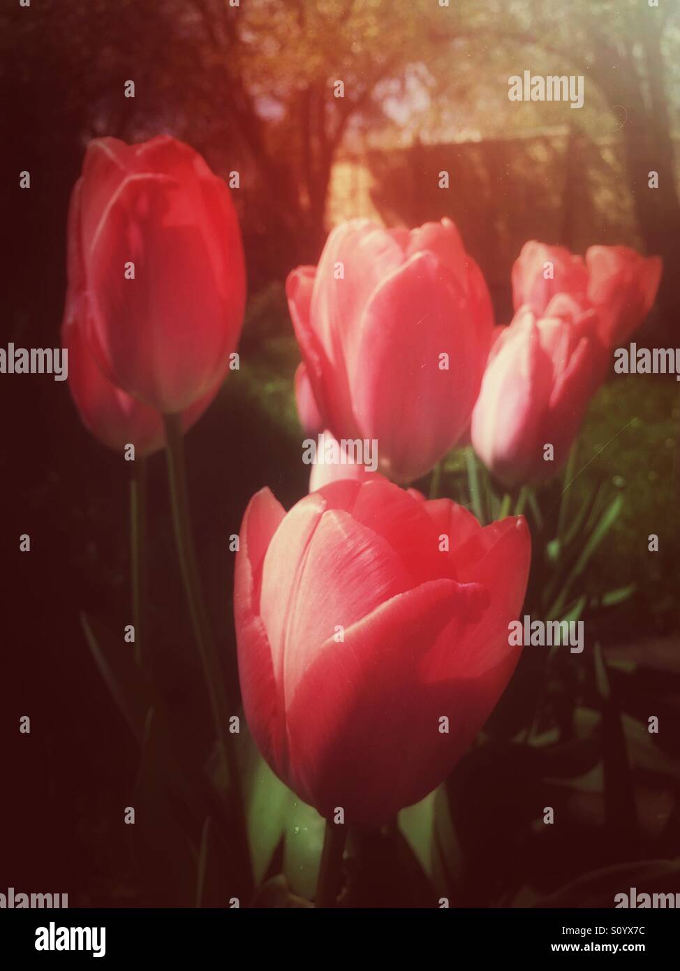 Red Impression tulips growing in a garden. - Smartphone Captured Stock Image
