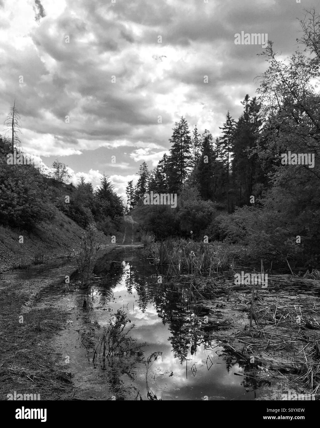 Clouds reflect in a small forest lake. In black and white. - Smartphone Captured Stock Image