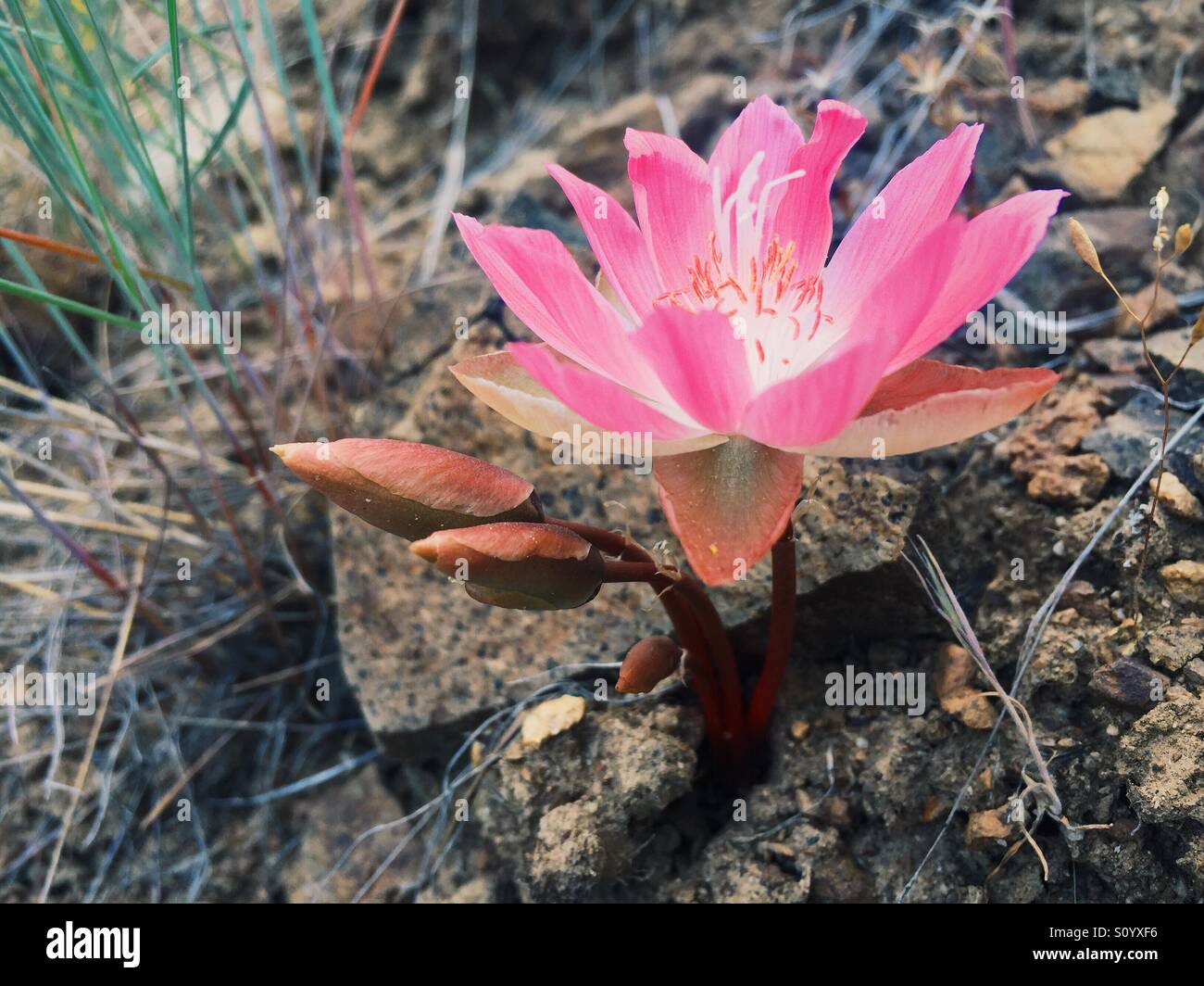 Delicate bitterroot wild flower growing amongst rocks - Smartphone Captured Stock Image