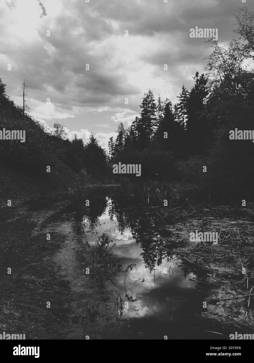 Trees and clouds reflect in a pond. Dark spring day, outdoors in a forest. - Smartphone Captured Stock Image