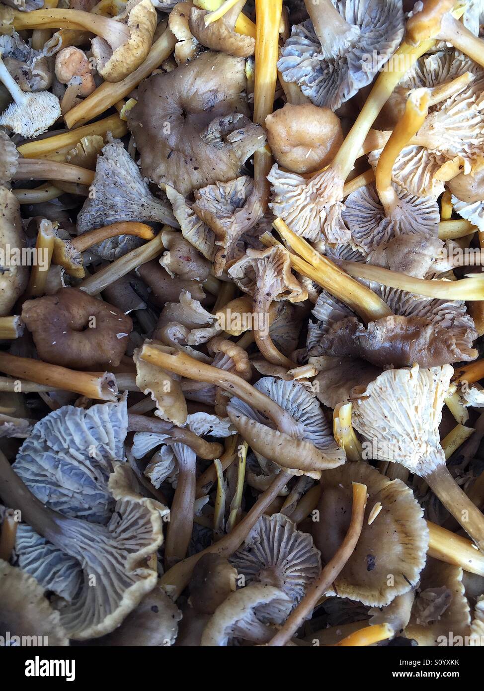 Mushrooms at farmers' market Stock Photo