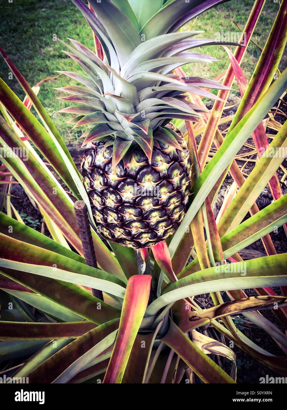 White  pineapple. Hawaii - Smartphone Captured Stock Image