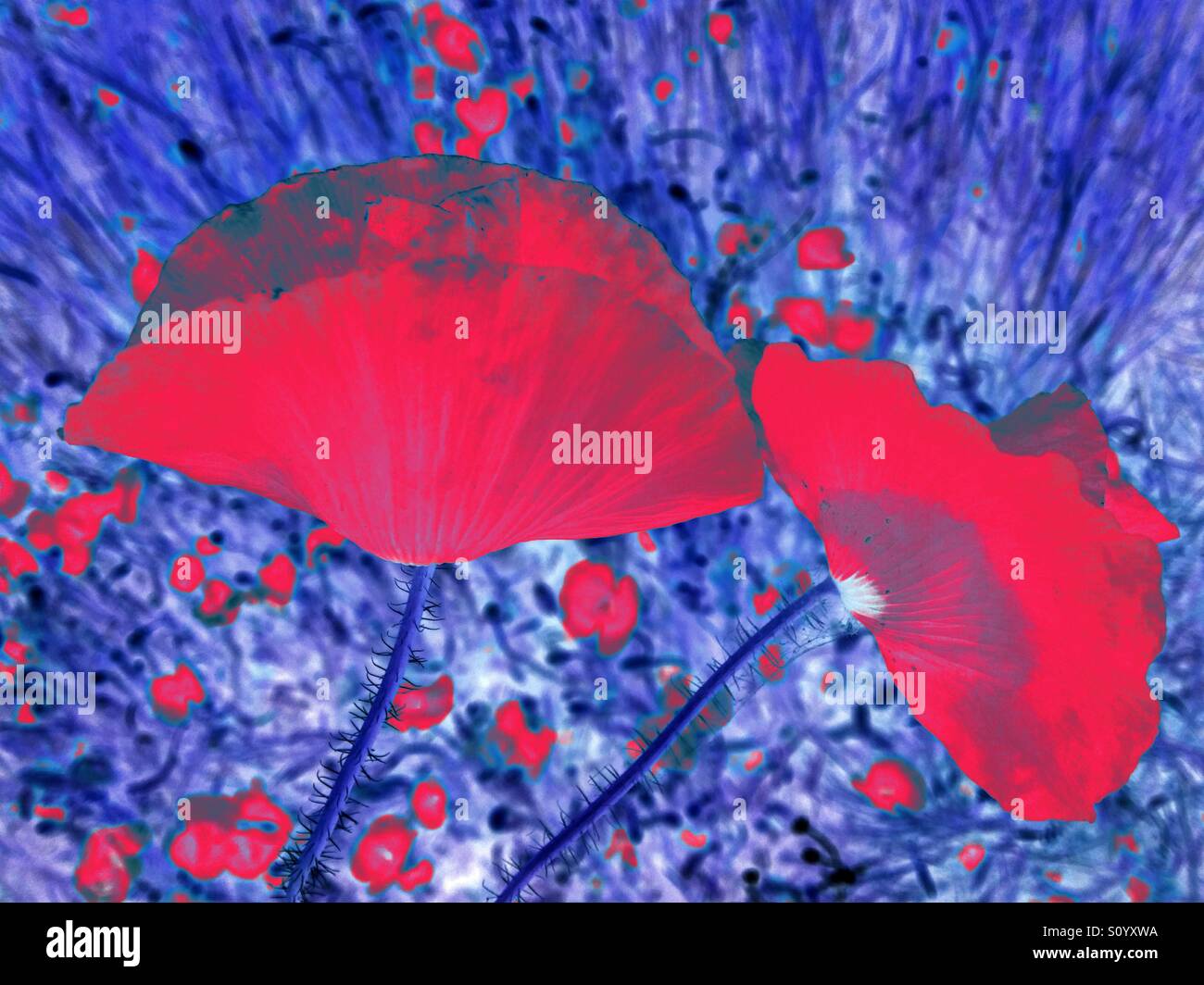 Abstract blooms hi-res stock photography and images - Alamy