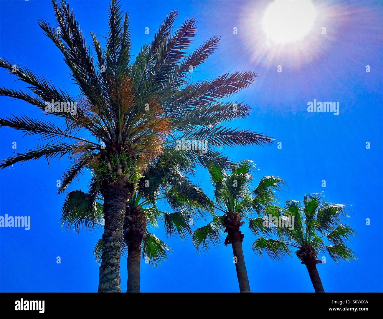 Towering Palm trees against a blue sunny sky Stock Photo - Alamy
