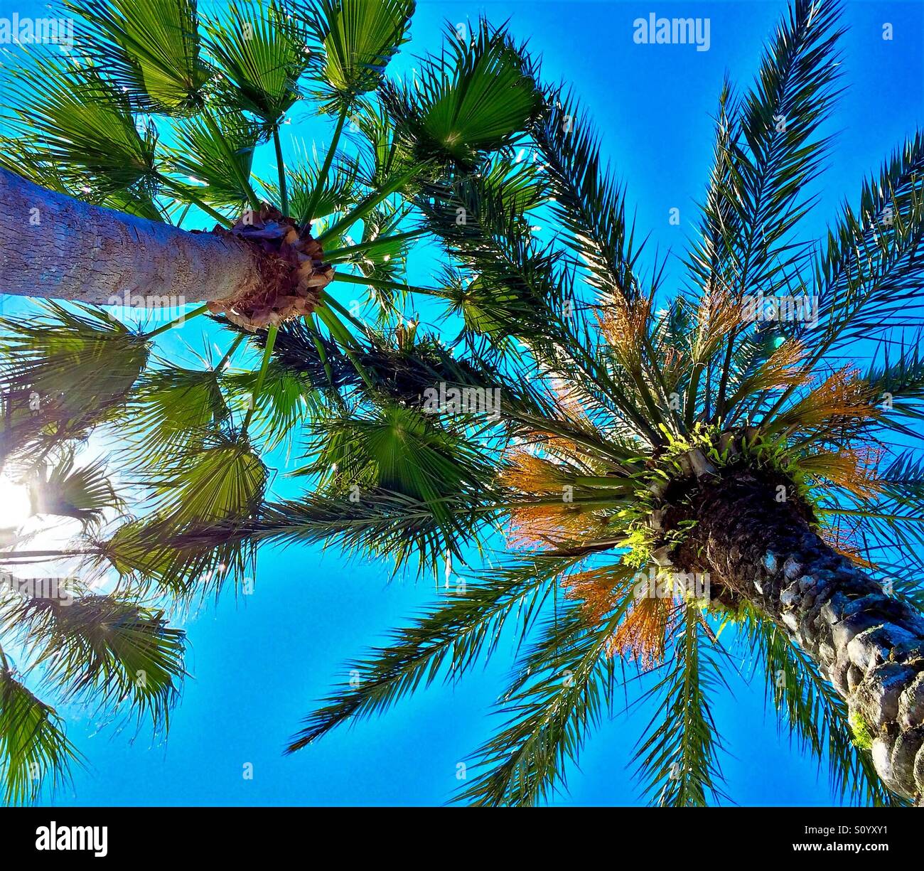 Tall palms touch the sky: the view above - Smartphone Captured Stock Image