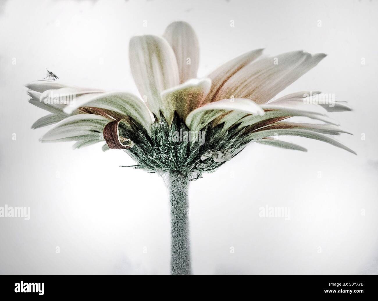 White flower petals and mosquito on it - Smartphone Captured Stock Image