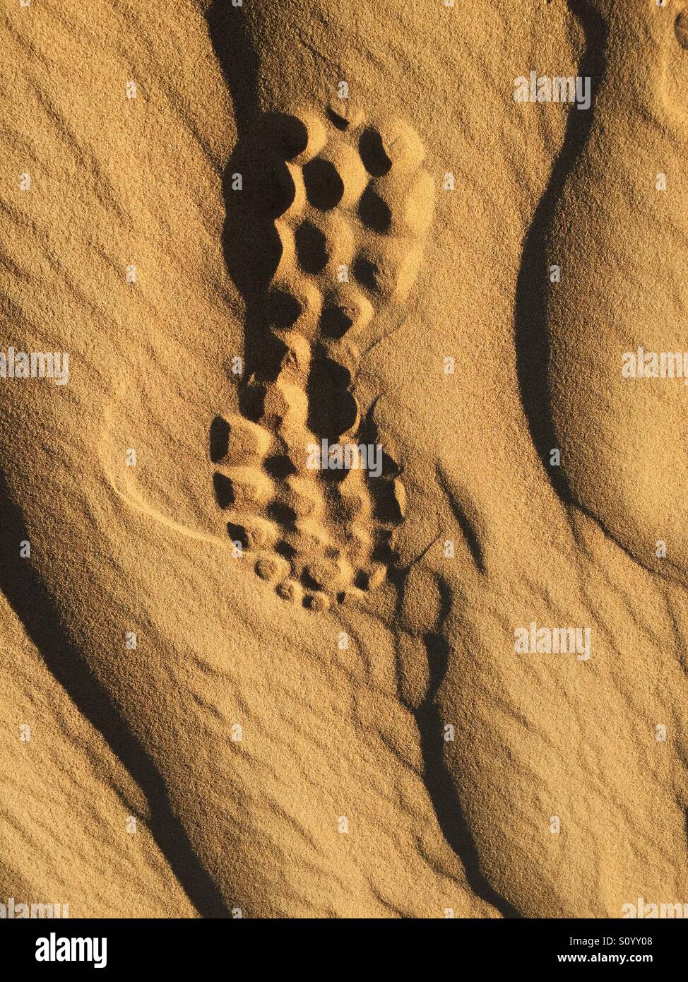 Footstep print on the desert sand - Smartphone Captured Stock Image