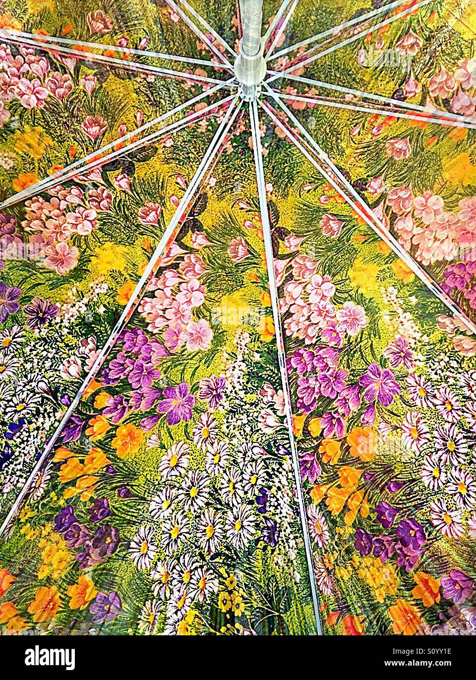 Umbrella like flower hires stock photography and images Alamy