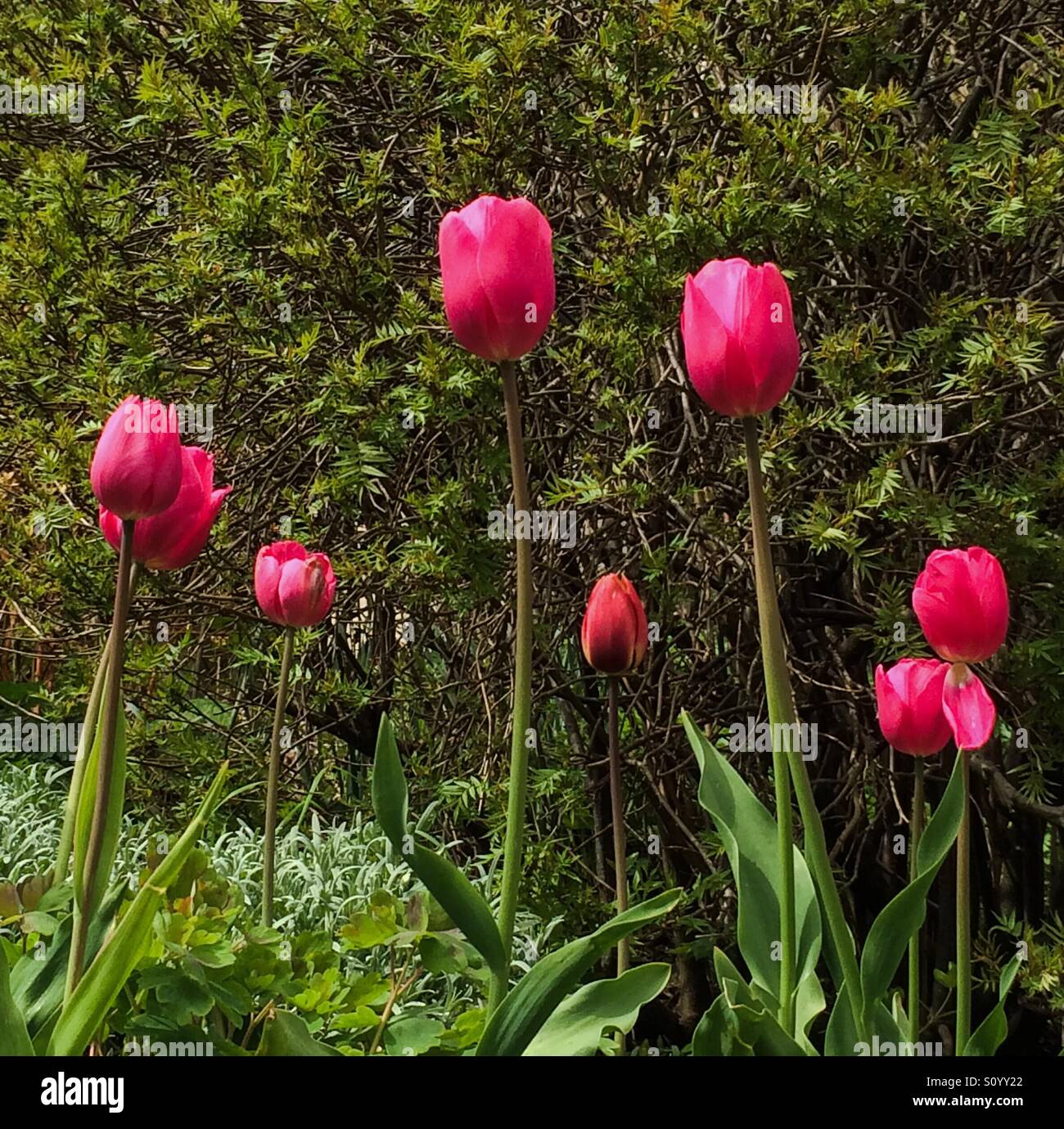 Pink tulips in a garden in spring - Smartphone Captured Stock Image