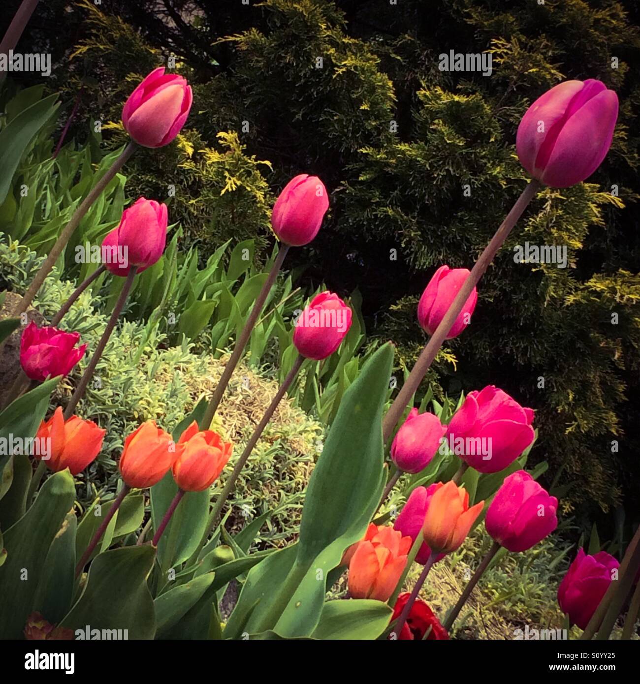 Tulips growing in a garden in spring - Smartphone Captured Stock Image