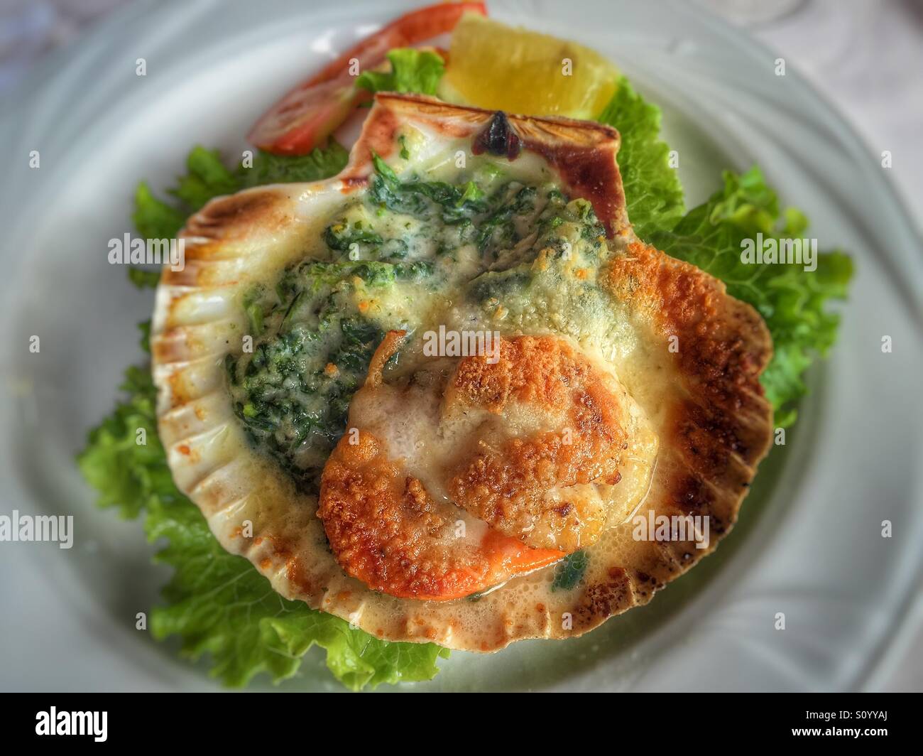 Scallop Saint JACQUES Stock Photo Alamy