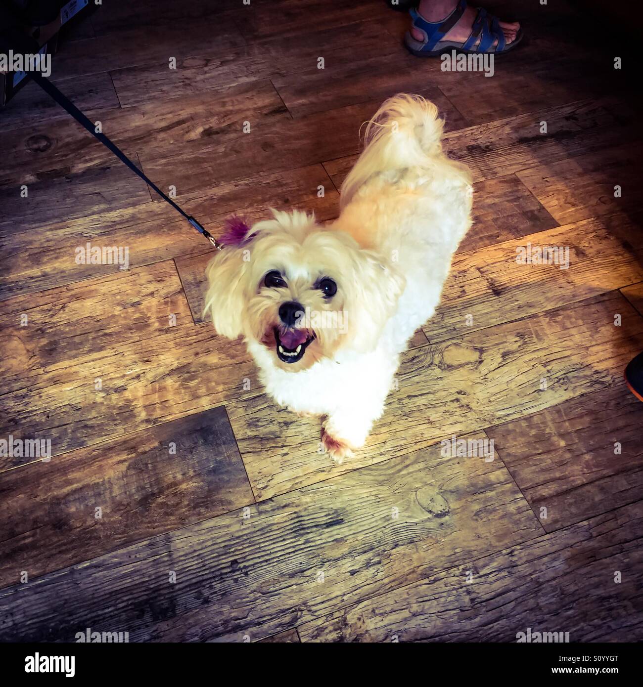 Small dog - Smartphone Captured Stock Image