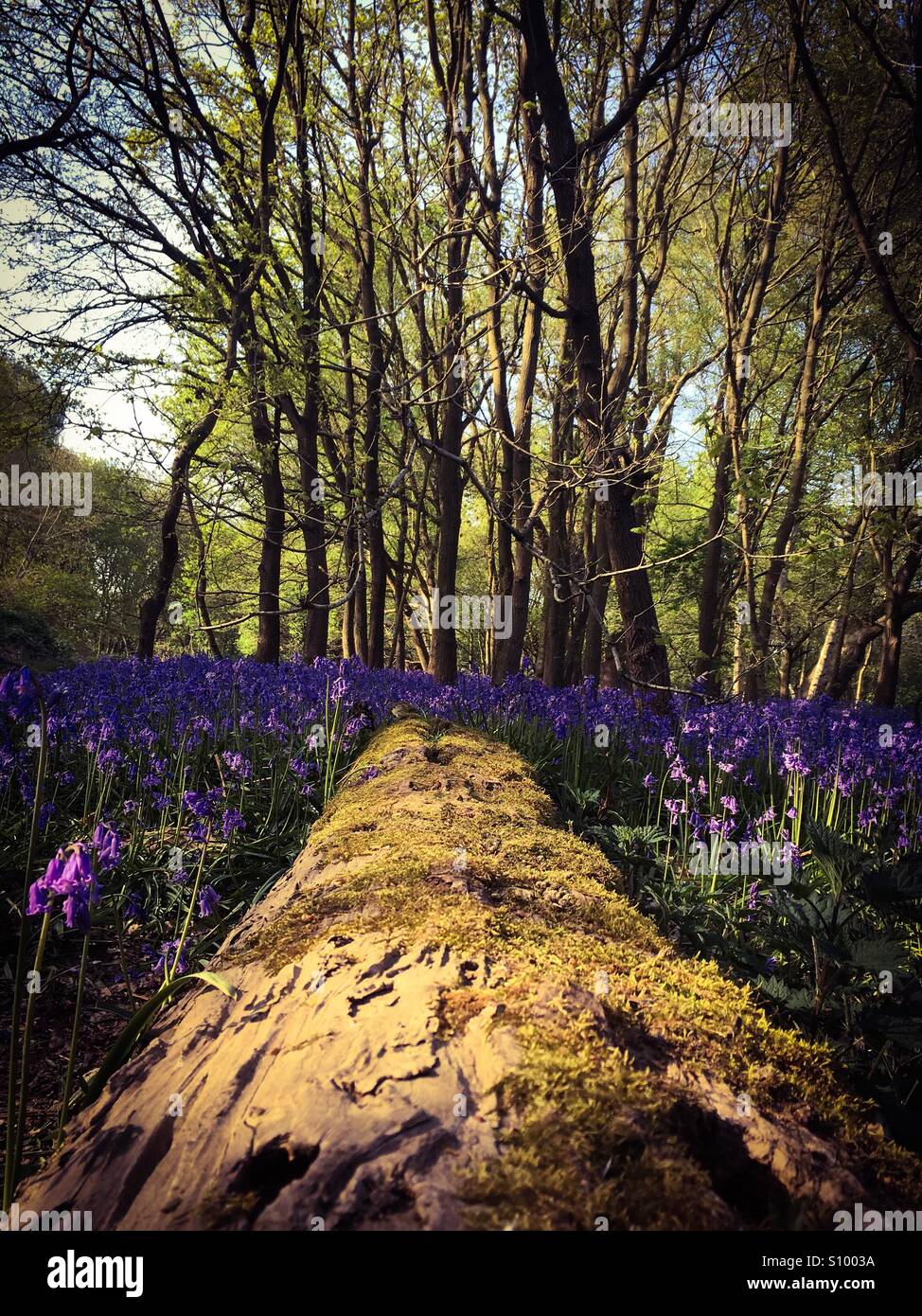 Bluebells surrounding a fallen tree in the grounds of the University of East Anglia - Smartphone Captured Stock Image