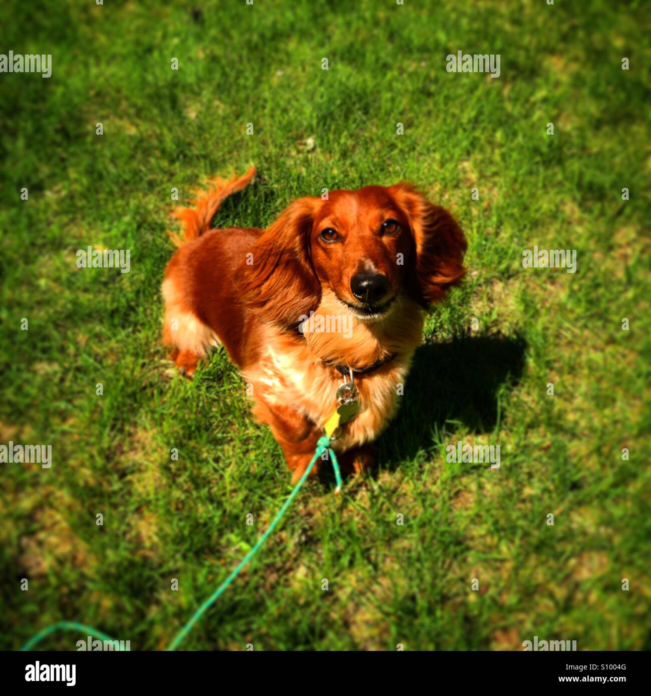 Sunbathing Weiner Stock Photo