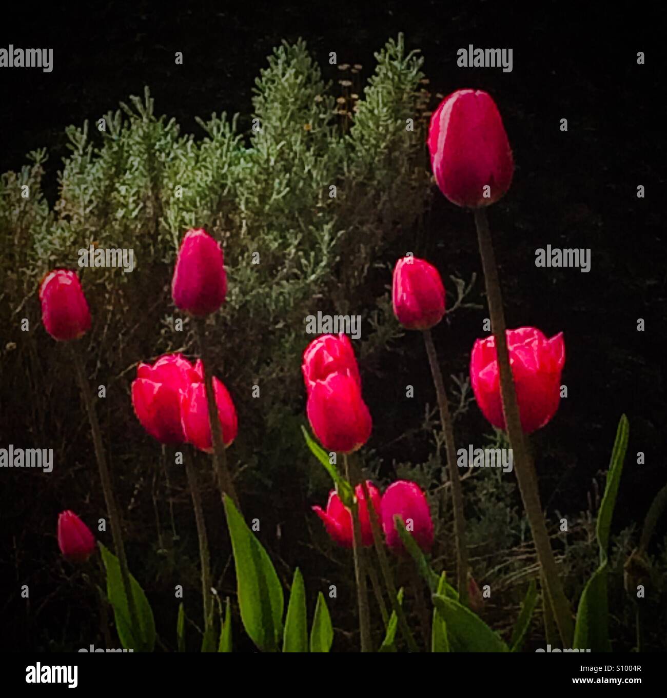 Red tulips growing in a garden in spring - Smartphone Captured Stock Image