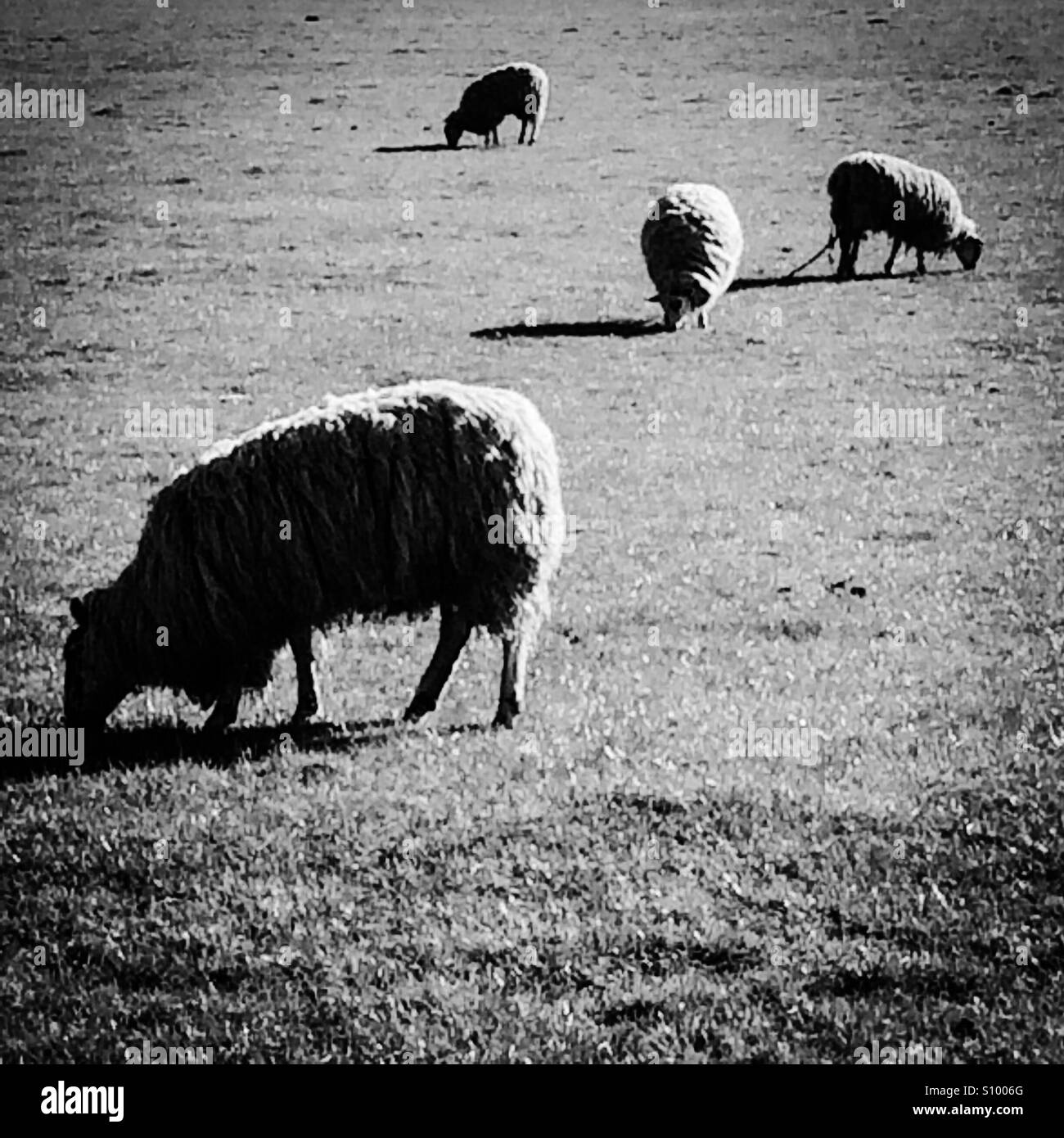 Sheep grazing in a field Stock Photo Alamy