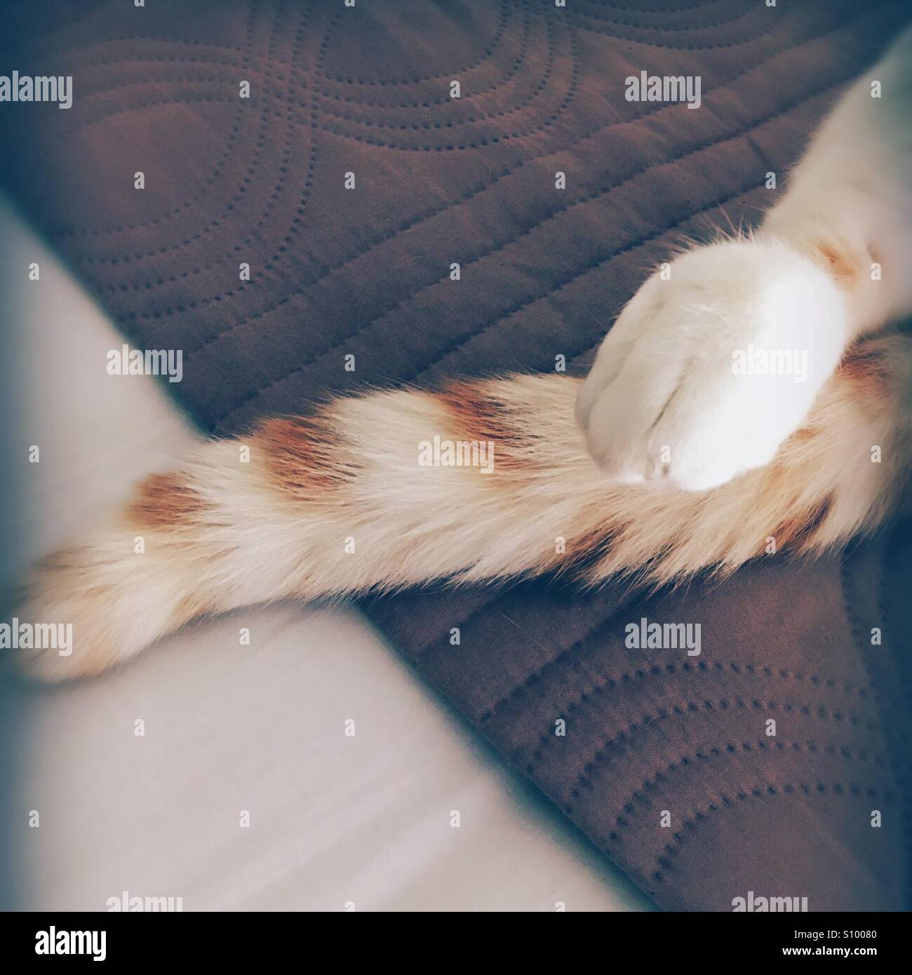 Close up tail and paw of cat while sleeping Stock Photo Alamy