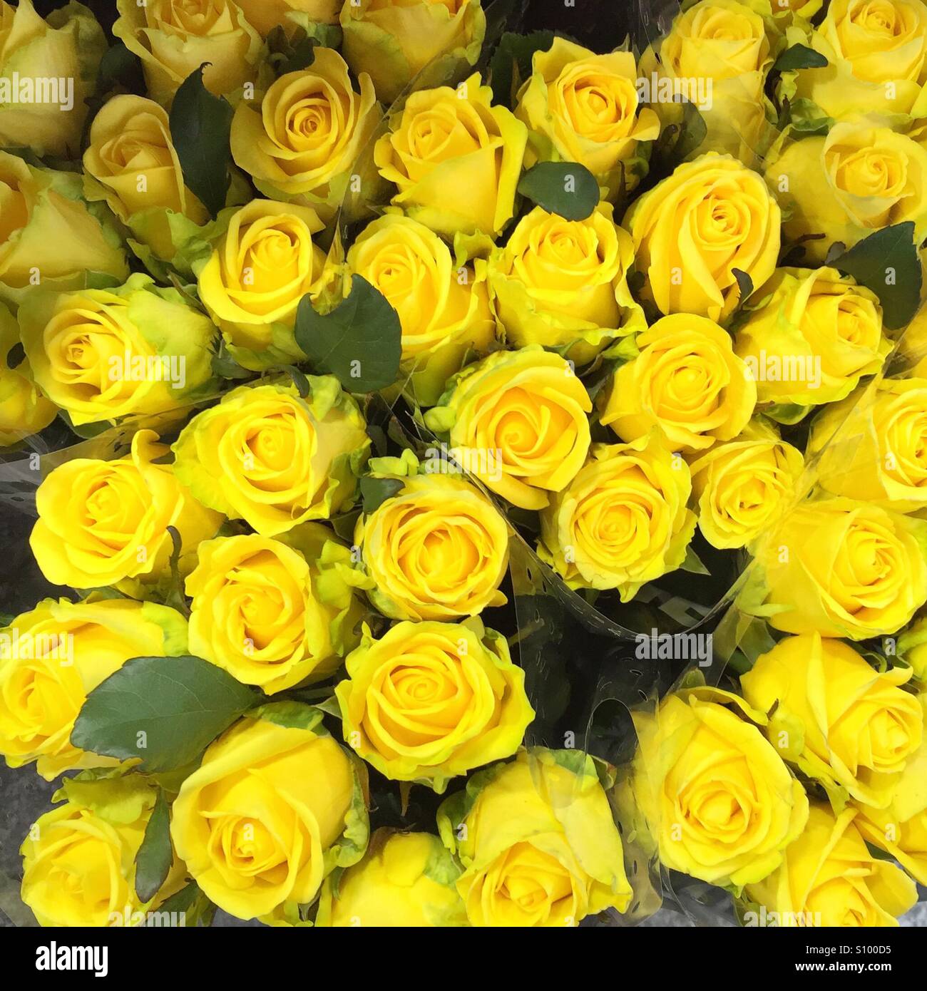 Yellow roses Stock Photo