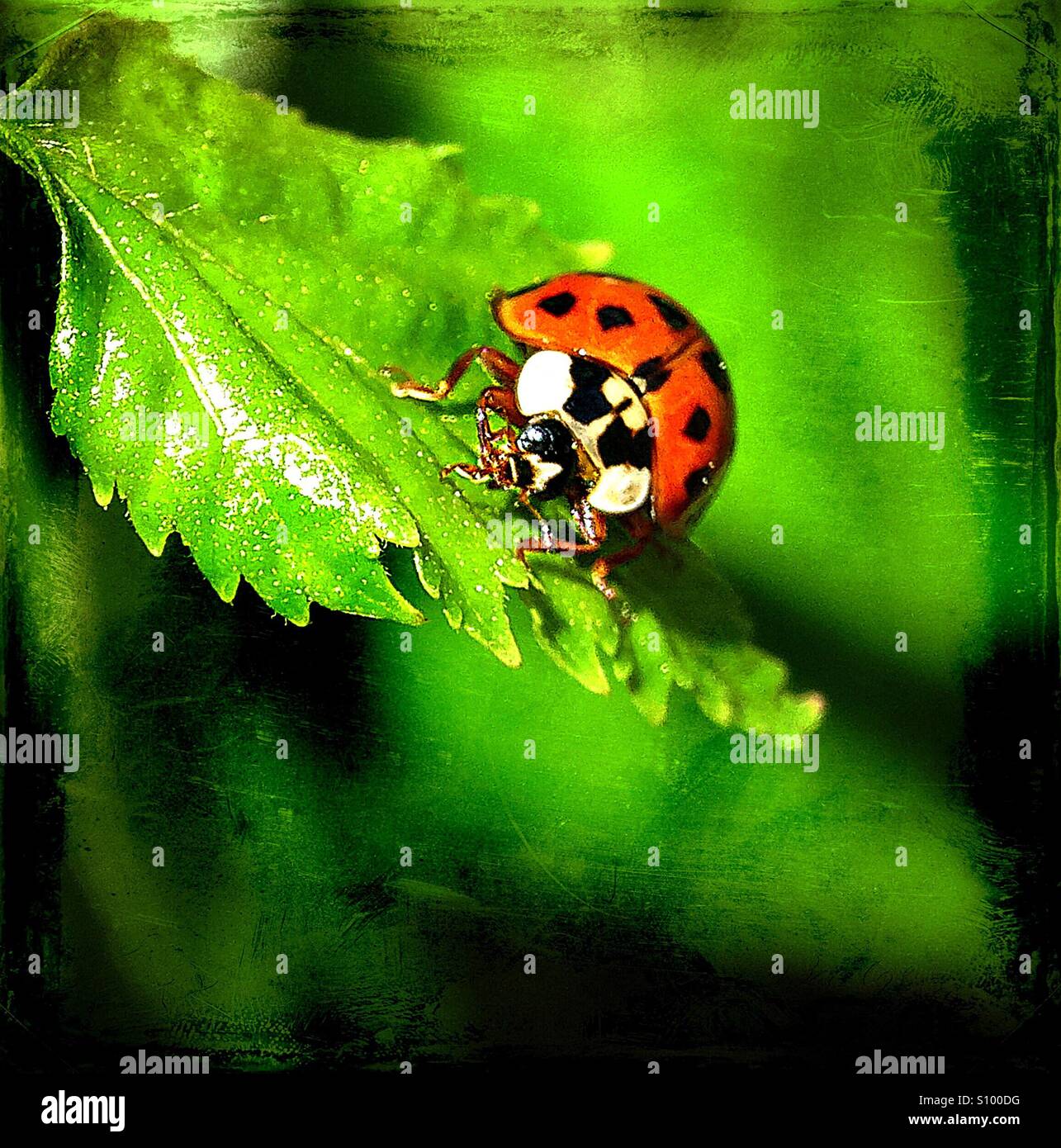 ..oh, happy ladybug..! - Smartphone Captured Stock Image