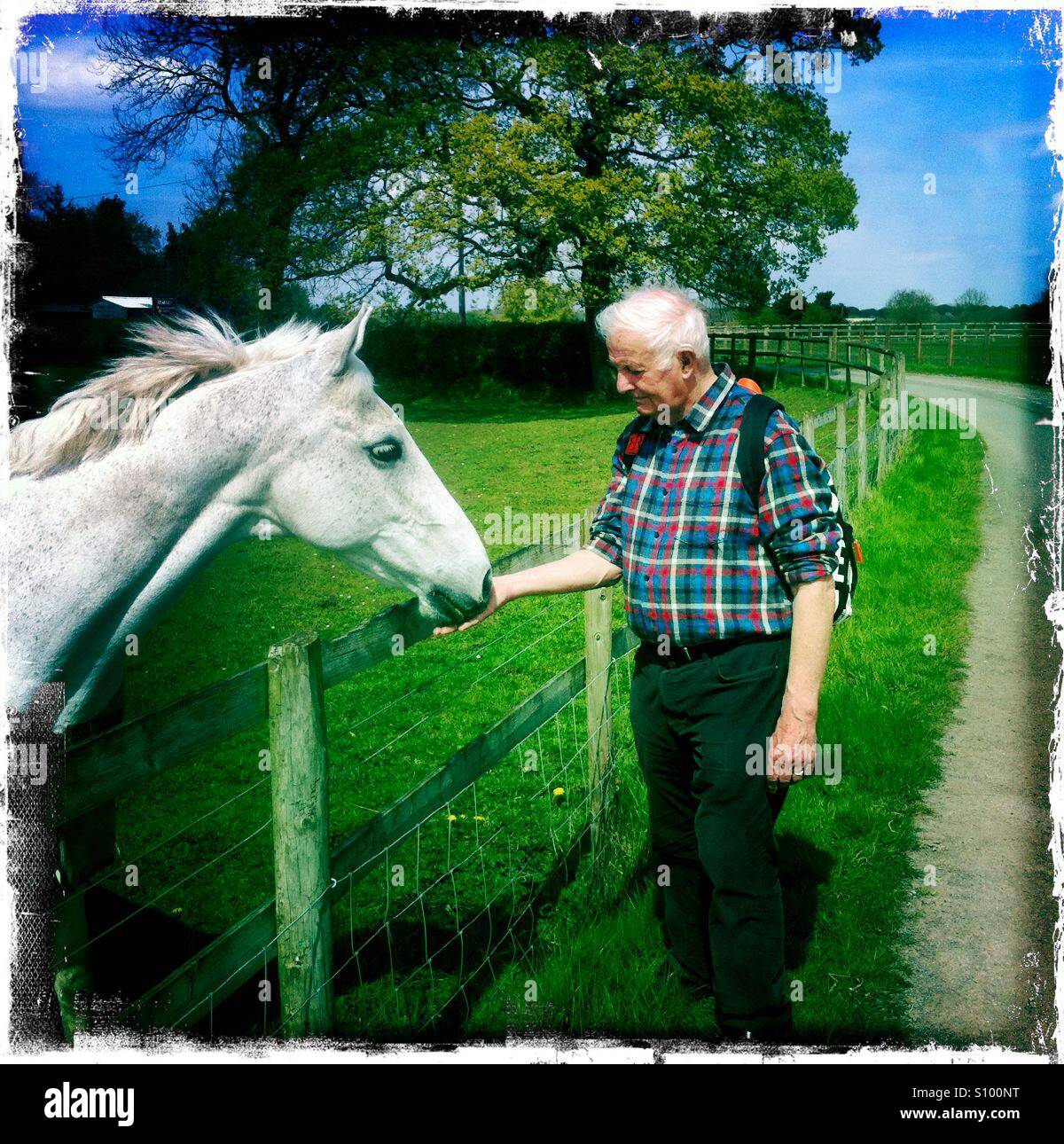 Older man feeding a horse Stock Photo - Alamy