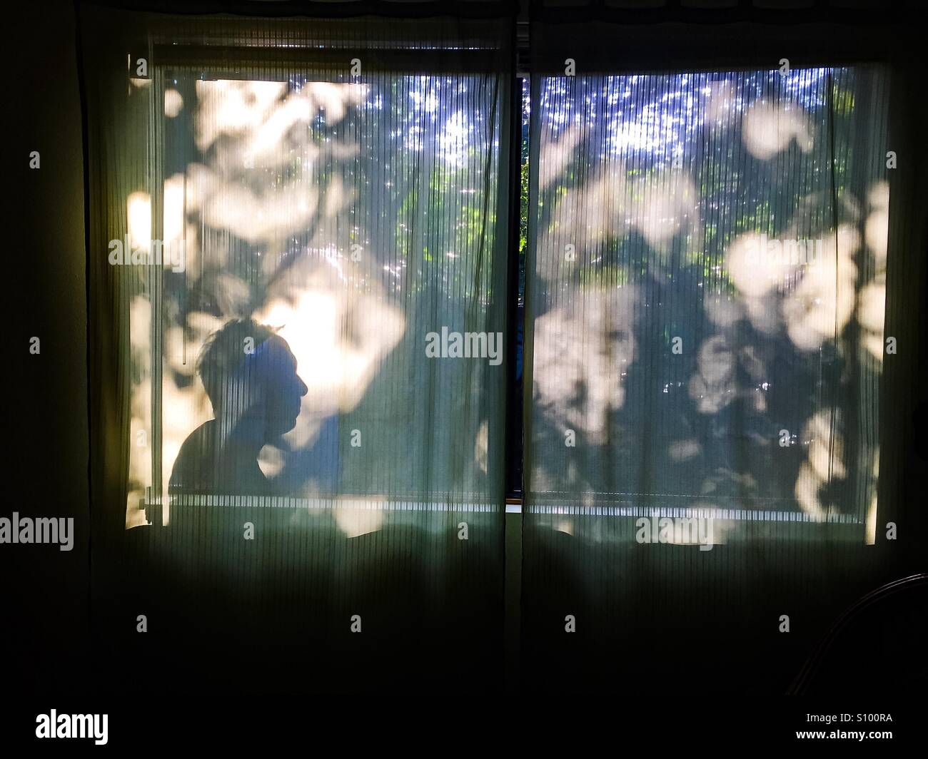 Shadow man. A figure silhouetted against a lace curtain on a window with trees and vines outside.Two panels. - Smartphone Captured Stock Image
