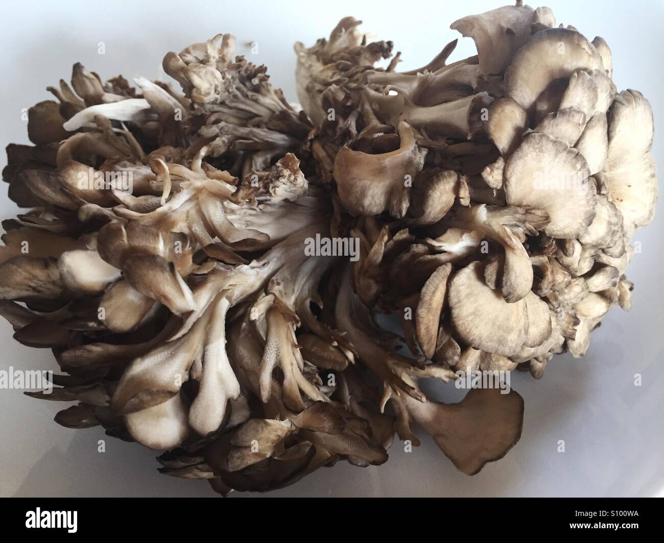 Maitake or Hen of the Woods mushrooms Stock Photo Alamy