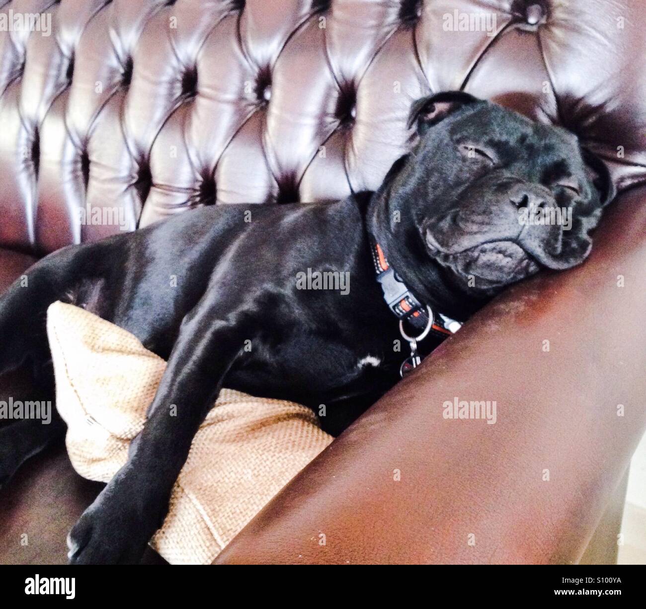 Staffordshire Bull Terrier dog sound asleep on a leather sofa hugging a cushion. - Smartphone Captured Stock Image