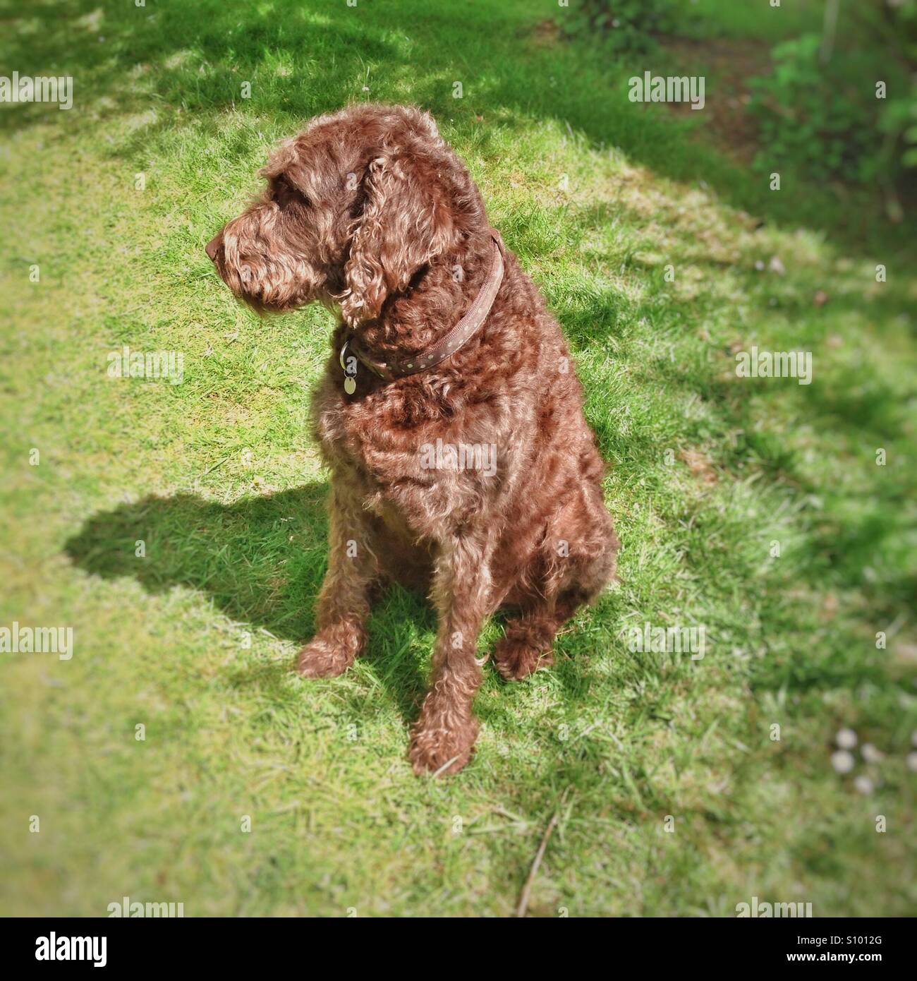 Chocolate brown labradoodle dog - Smartphone Captured Stock Image
