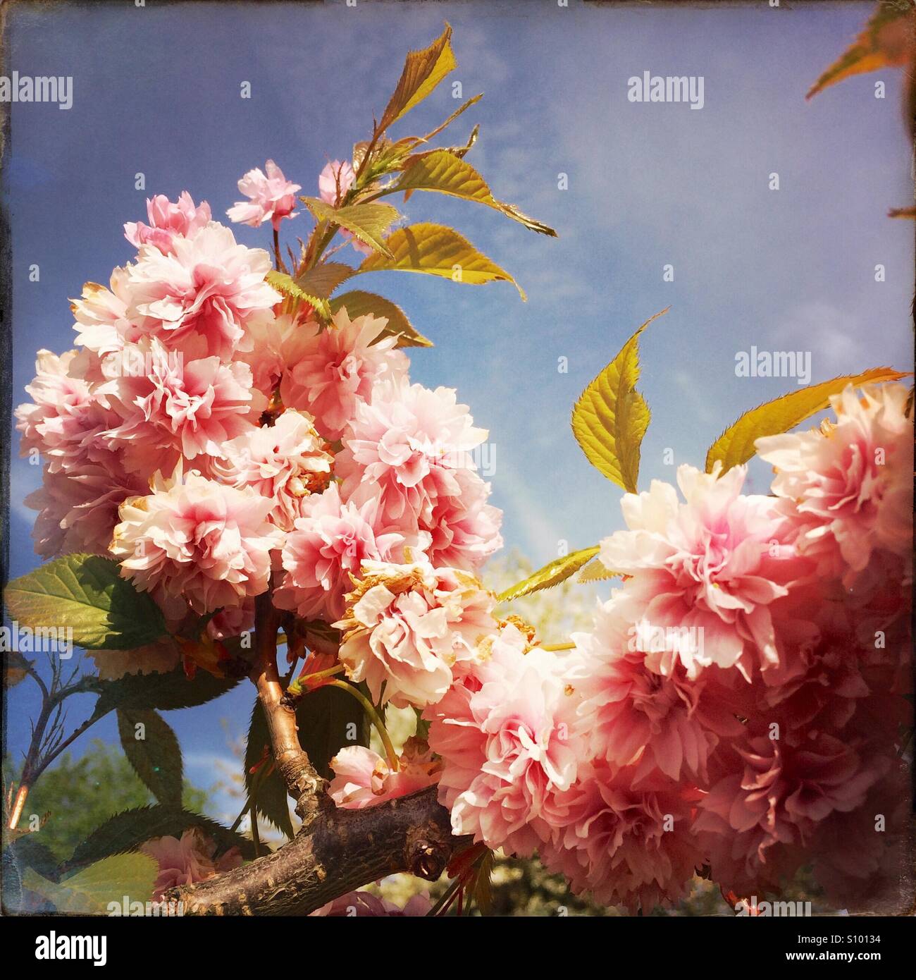 Pink cherry blossom against a blue sky Stock Photo - Alamy