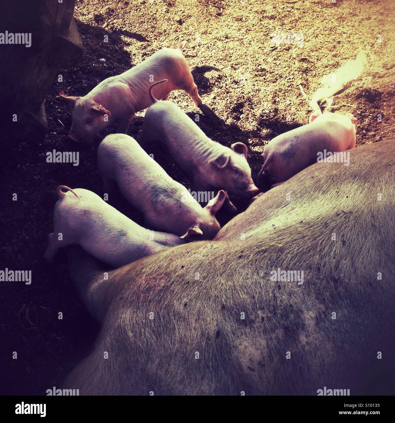 Young Piglets feeding - Smartphone Captured Stock Image