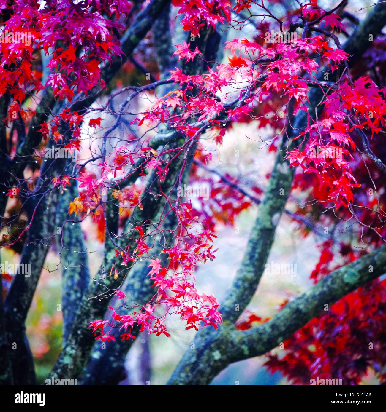 Japanese red maple tree Stock Photo - Alamy