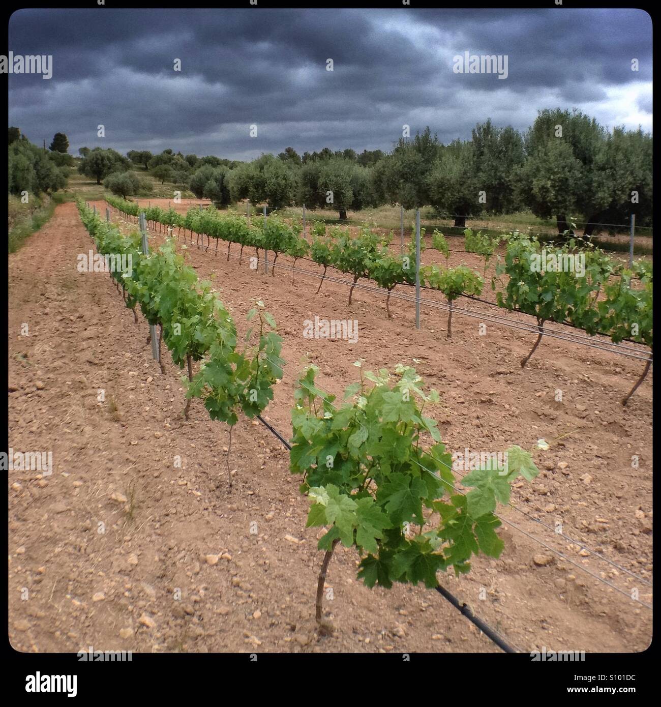 Storm clouds over a vineyard, Catalonia, Spain. - Smartphone Captured Stock Image