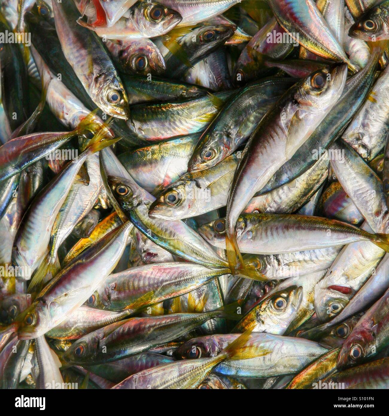Freshly caught brightly coloured fish Stock Photo