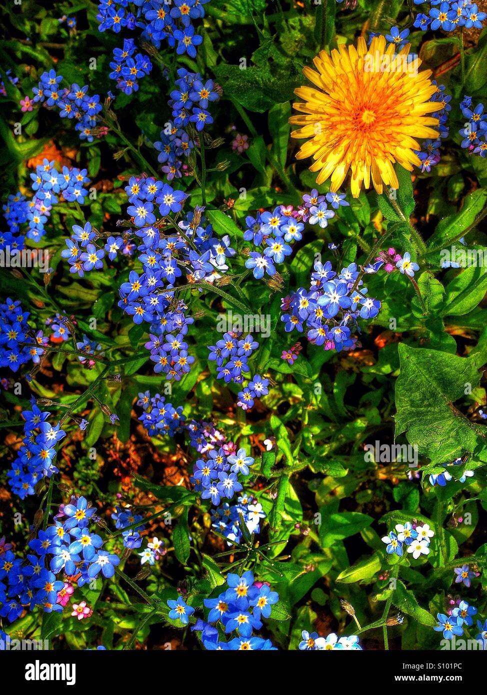 Wildflowers and weeds. - Smartphone Captured Stock Image